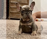 Puppy 2 French Bulldog