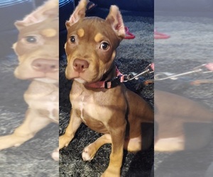 American Bully Puppy for sale in FAIRFAX, VA, USA