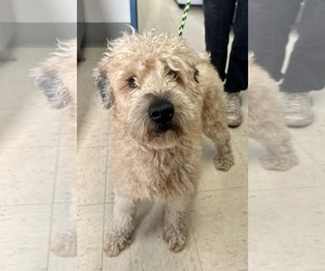 Mutt Dogs for adoption in Princeton, MN, USA