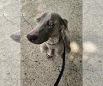 Small #1 Weimaraner Mix