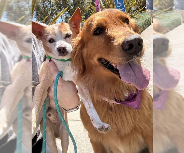 Medium Photo #4 Golden Retriever Puppy For Sale in Newport Beach, CA, USA