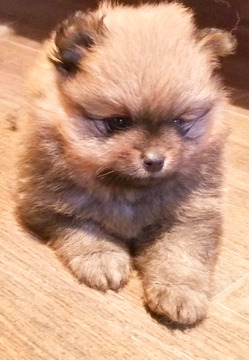 Medium Photo #1 Pomeranian Puppy For Sale in EVERETT, WA, USA