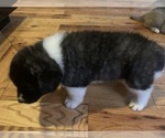 Small Photo #3 Akita Puppy For Sale in UNION CITY, GA, USA