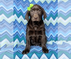 Medium Labrador Retriever