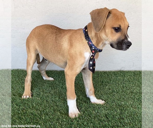 Medium Photo #3 Boxer-Plott Hound Mix Puppy For Sale in San Diego, CA, USA