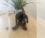 Small #3 Dachshund