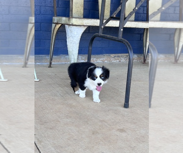 Medium Photo #16 Miniature Australian Shepherd Puppy For Sale in CANTON, TX, USA