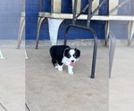 Small #15 Miniature Australian Shepherd
