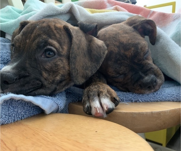 Medium Photo #17 American Bully-Boxer Mix Puppy For Sale in PORTSMOUTH, VA, USA