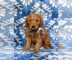 Small Photo #2 Goldendoodle (Miniature) Puppy For Sale in CHRISTIANA, PA, USA