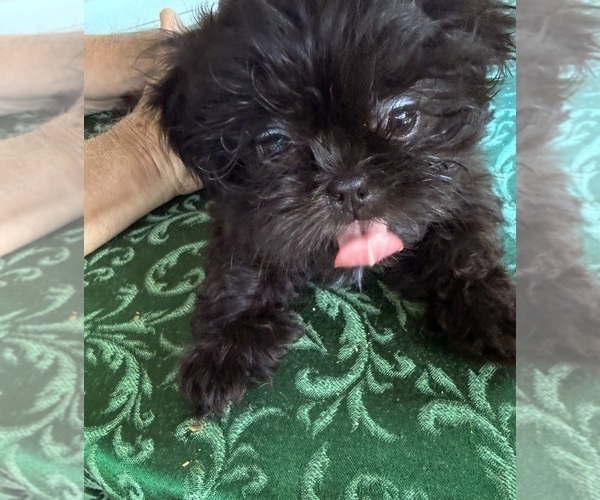 Medium Photo #1 Shih Tzu Puppy For Sale in CANTONMENT, FL, USA