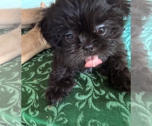 Shih Tzu Puppy for sale in CANTONMENT, FL, USA