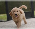 Small Photo #5 Goldendoodle Puppy For Sale in LIVE OAK, FL, USA