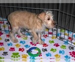 Small #9 Schnoodle (Miniature)