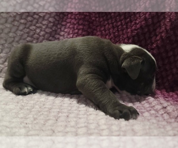 Medium Photo #4 Olde English Bulldogge Puppy For Sale in ATHOL, ID, USA