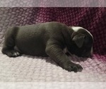Small #3 Olde English Bulldogge