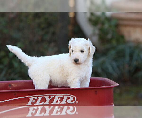 Full screen Photo #2 Pyredoodle Puppy For Sale in EATONTON, GA, USA