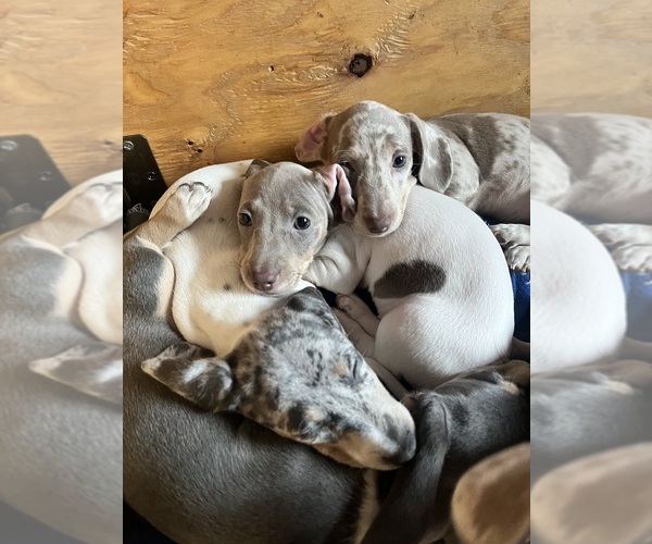 Medium Photo #18 Dachshund Puppy For Sale in LAKEBAY, WA, USA