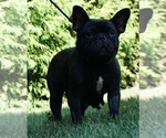 Small #1 French Bulldog