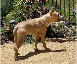 American Pit Bull Terrier Puppy for sale in SAN CLEMENTE, CA, USA