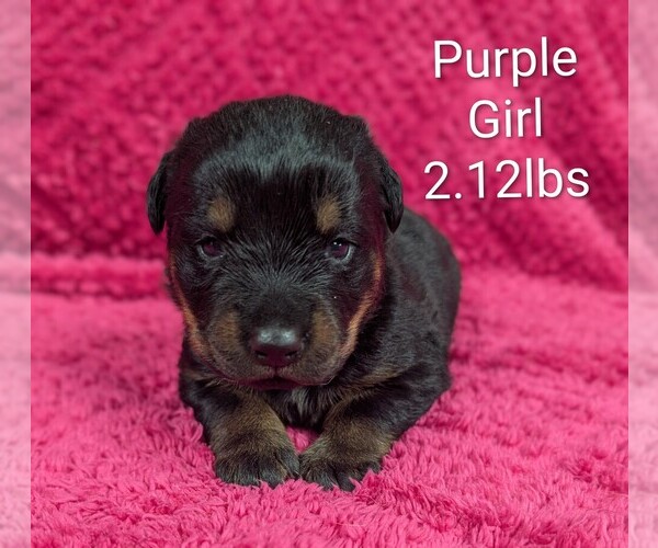 Medium Photo #5 Rottweiler Puppy For Sale in BENSON, NC, USA