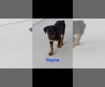 Small #2 Rottweiler