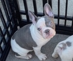 Small #10 French Bulldog