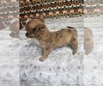 Small #11 Chihuahua