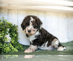 Puppy Max Miniature Labradoodle