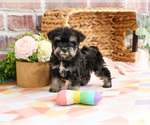 Small #6 Schnauzer (Miniature)