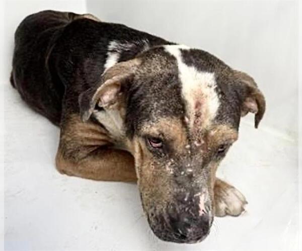 Medium Photo #1 Mutt Puppy For Sale in Houston, TX, USA