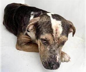 Mutt Dogs for adoption in Houston, TX, USA