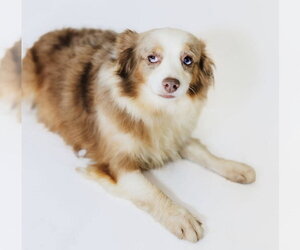 Australian Shepherd Dogs for adoption in York, SC, USA