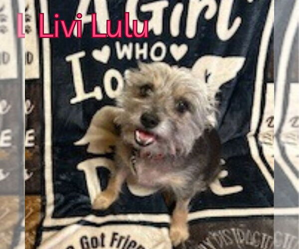 Medium Photo #6 Mutt Puppy For Sale in San Antonio, TX, USA