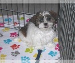 Small Photo #15 Shorkie Tzu Puppy For Sale in ORO VALLEY, AZ, USA