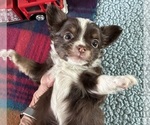 Small #1 Chihuahua