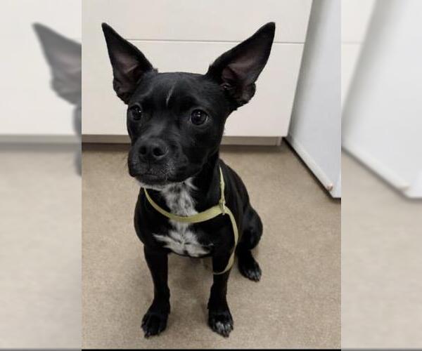 Medium Photo #1 Chihuahua-Unknown Mix Puppy For Sale in HESPERIA, CA, USA