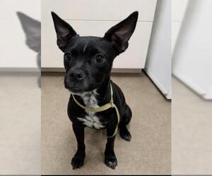 Chihuahua-Unknown Mix Dogs for adoption in HESPERIA, CA, USA