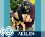 Small #2 Labrador Retriever Mix