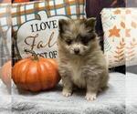 Small #5 Pomeranian
