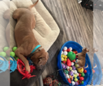 Small #2 Black Mouth Cur Mix