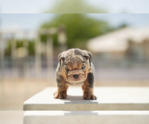 English Bulldog Puppy for sale in ARLINGTON, TX, USA