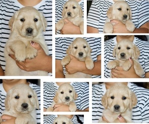 Golden Retriever Litter for sale in BENNETT, CO, USA
