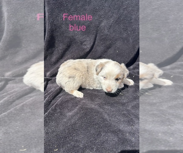 Medium Photo #7 Australian Shepherd Puppy For Sale in COTOPAXI, CO, USA