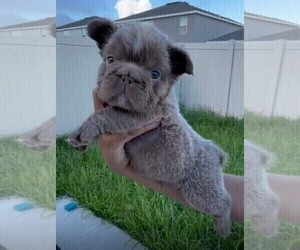 French Bulldog Puppy for sale in SARASOTA, FL, USA