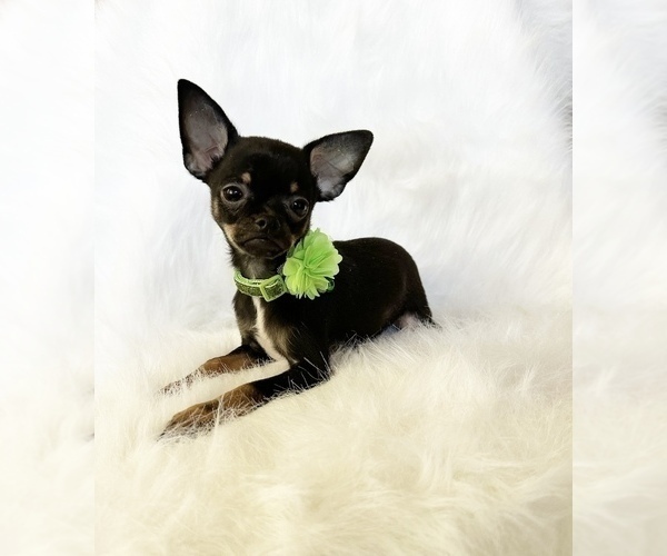 Medium Photo #2 Chihuahua Puppy For Sale in SACRAMENTO, CA, USA