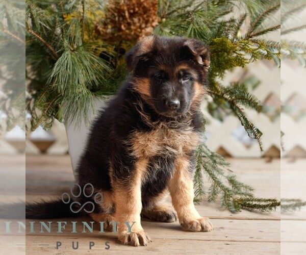 Medium Photo #2 German Shepherd Dog Puppy For Sale in HONEY BROOK, PA, USA