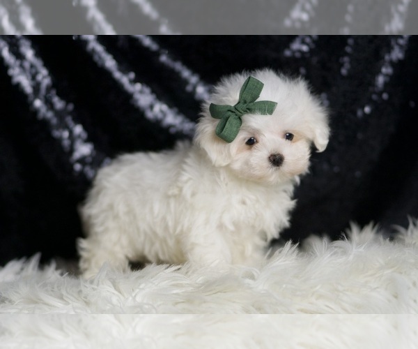 Medium Photo #5 Maltese Puppy For Sale in WARSAW, IN, USA