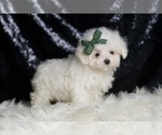 Small #4 Maltese