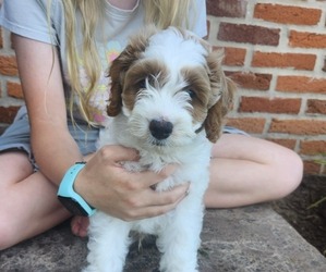 Medium Cockapoo-Poodle (Miniature) Mix